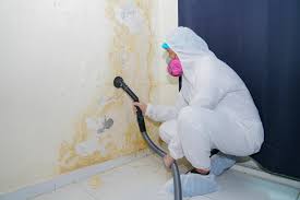 Why You Should Choose Our Mold Remediation Services in Cottonwood, ID